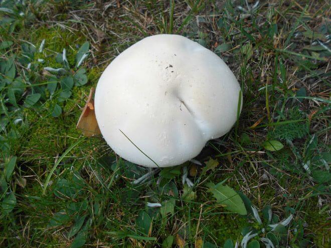 mushroom-butts