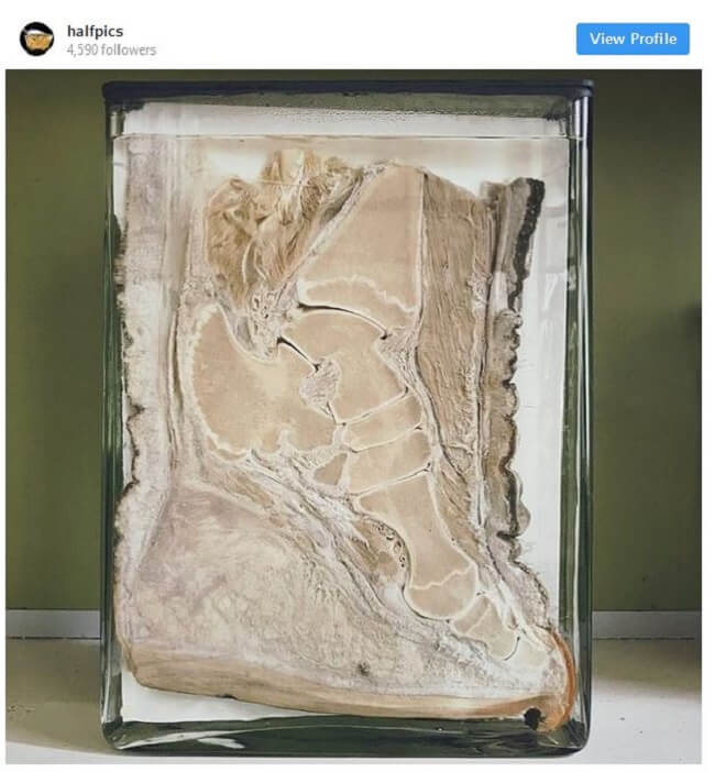 the insides of an elephant foot