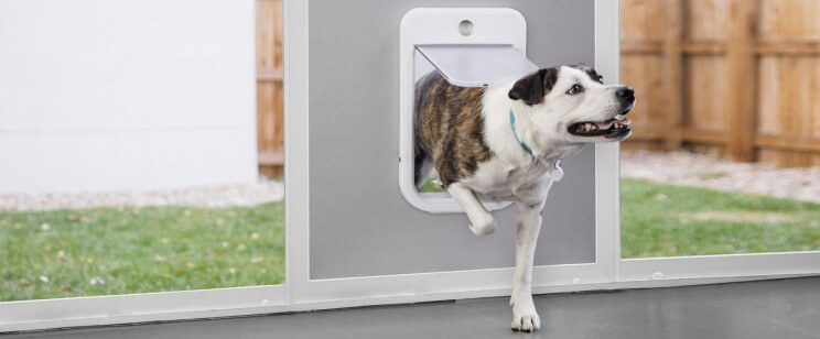 gadgets for pets
