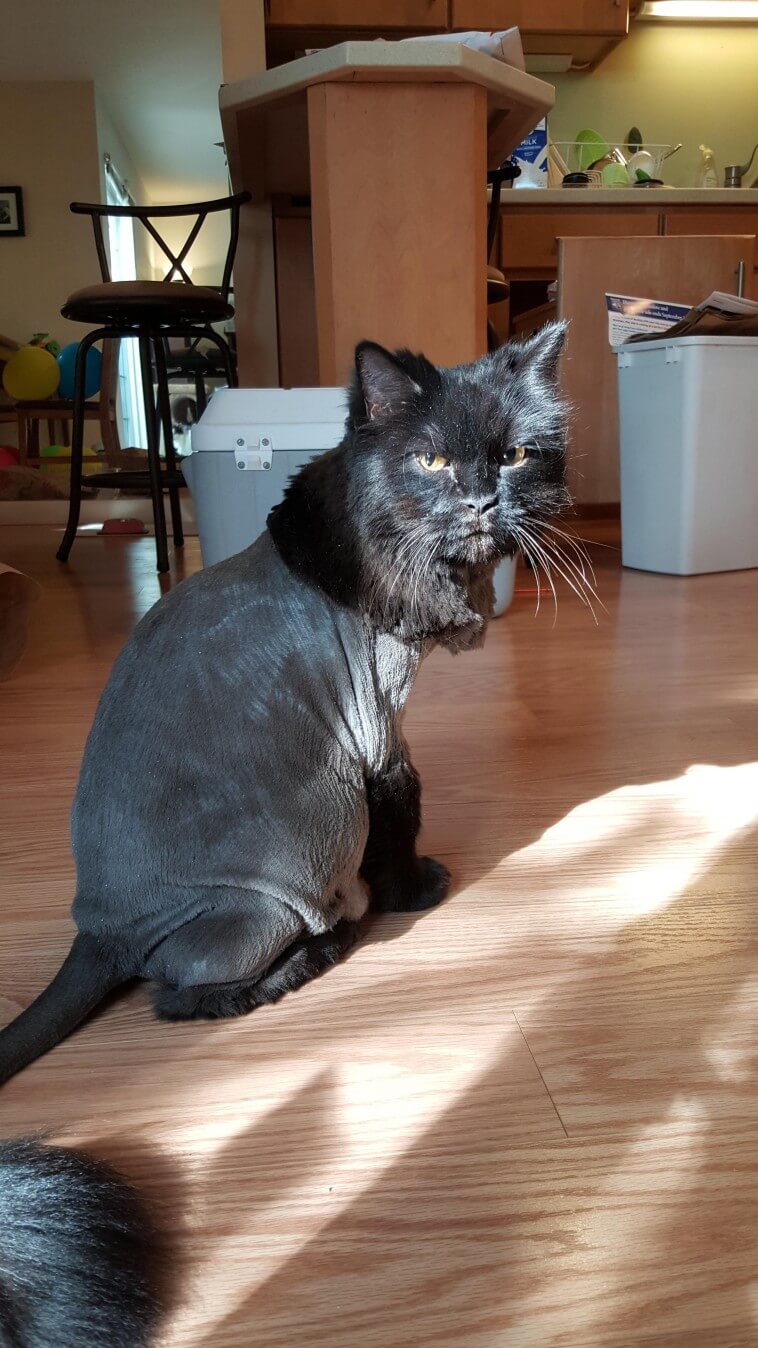 cat haircuts