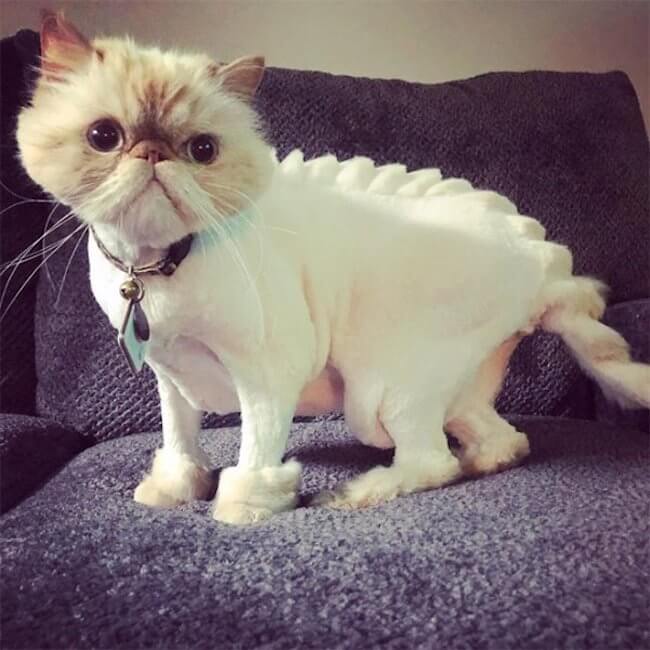 Are You A Cat Person You Can t Miss These 18 Cat Haircuts  Are You A Cat Person You Can t Miss These 18 Cat Haircuts