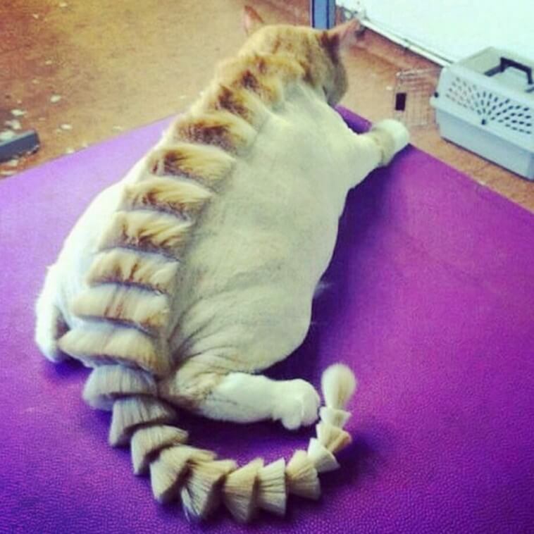 Are You A Cat Person You Cant Miss These 18 Cat Haircuts