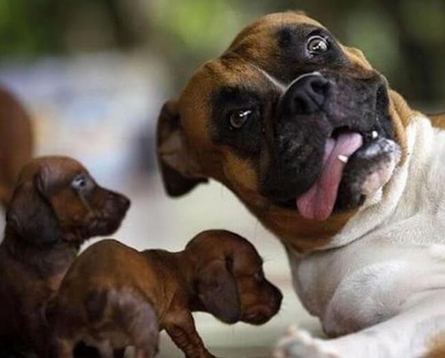 funniest dog photobombs