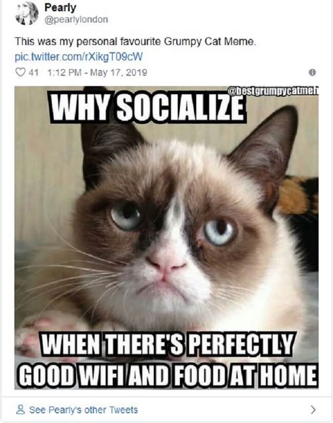 best grumpy cat memes