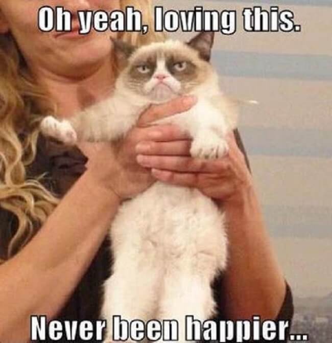 Grumpy Cat Is Gone But Her Memes Will Live On 