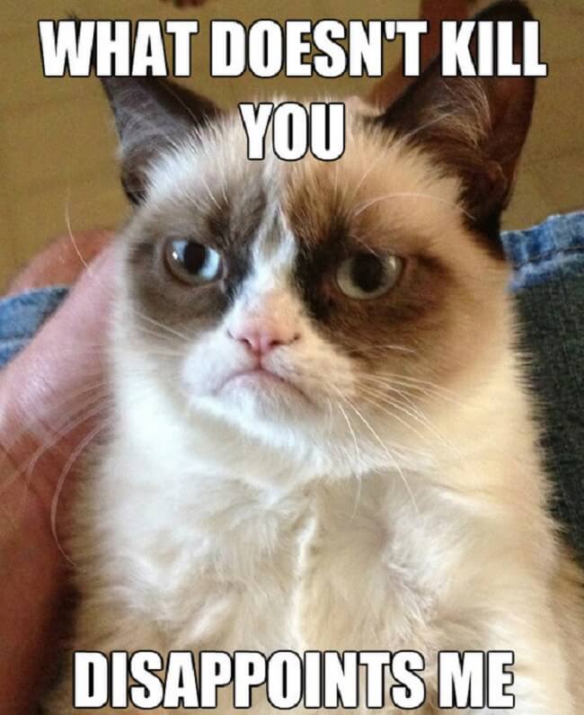 best grumpy cat memes 21JPG