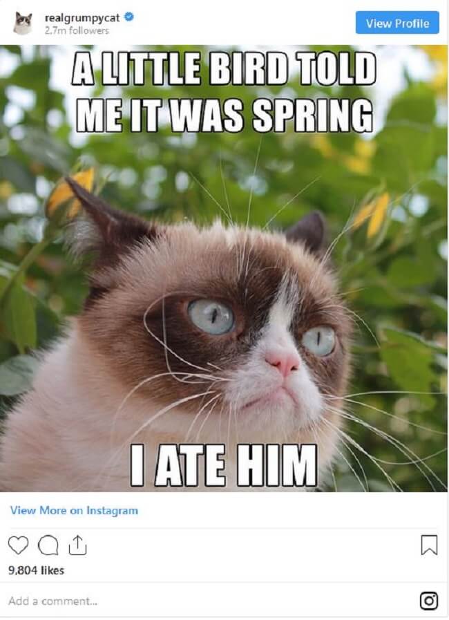 Grumpy Cat Is Gone But Her Memes Will Live On 