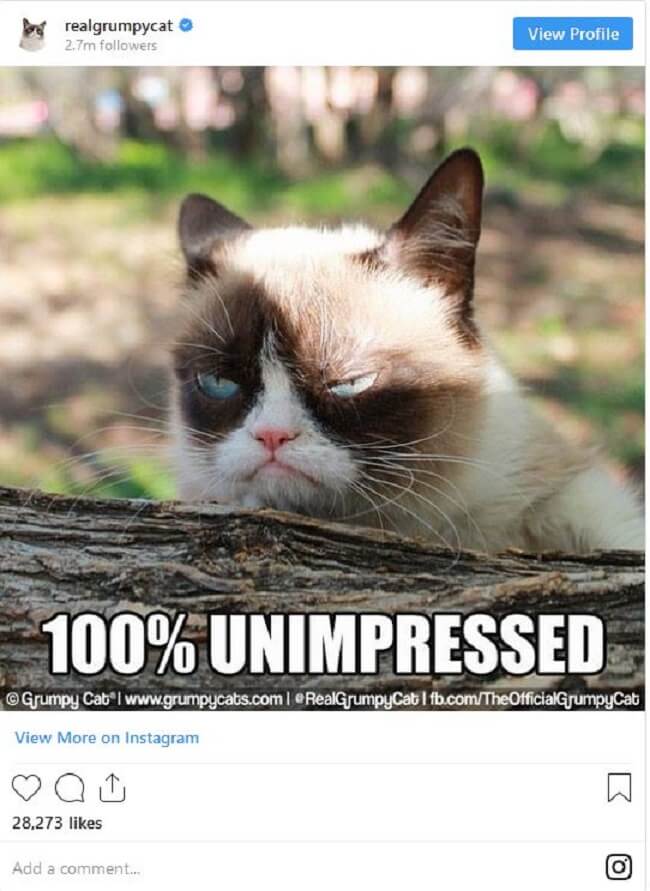 Download Grumpy Cat is gone, but her memes will live on