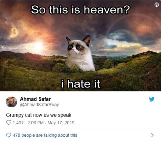 best grumpy cat memes