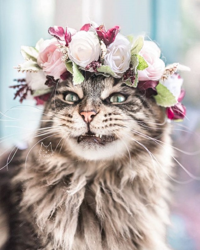 College Professor makes awesome flower crowns for animals