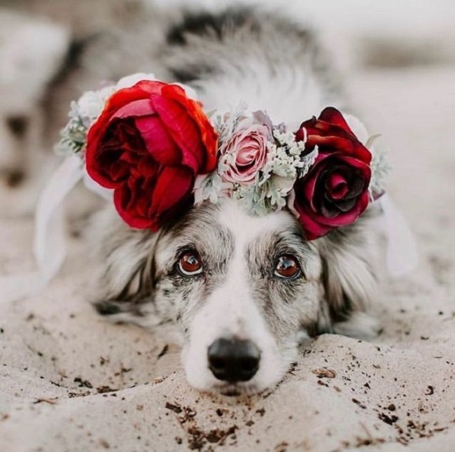 floral crowns for animals