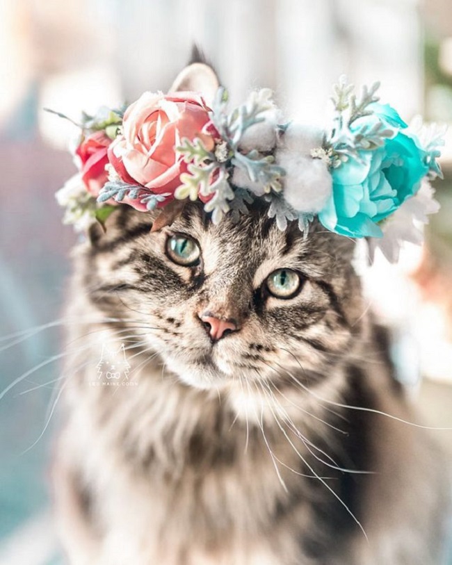 floral crowns for animals