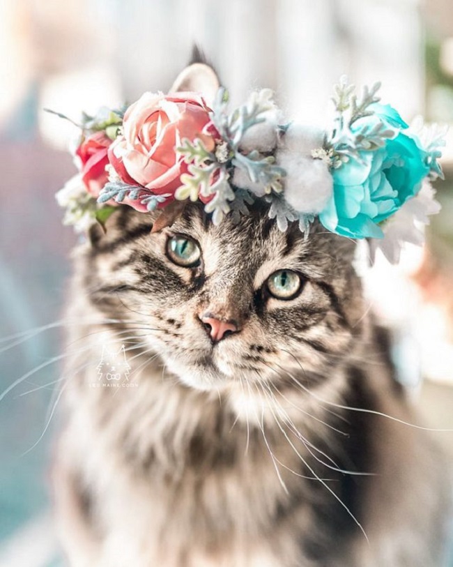 College Professor makes awesome flower crowns for animals