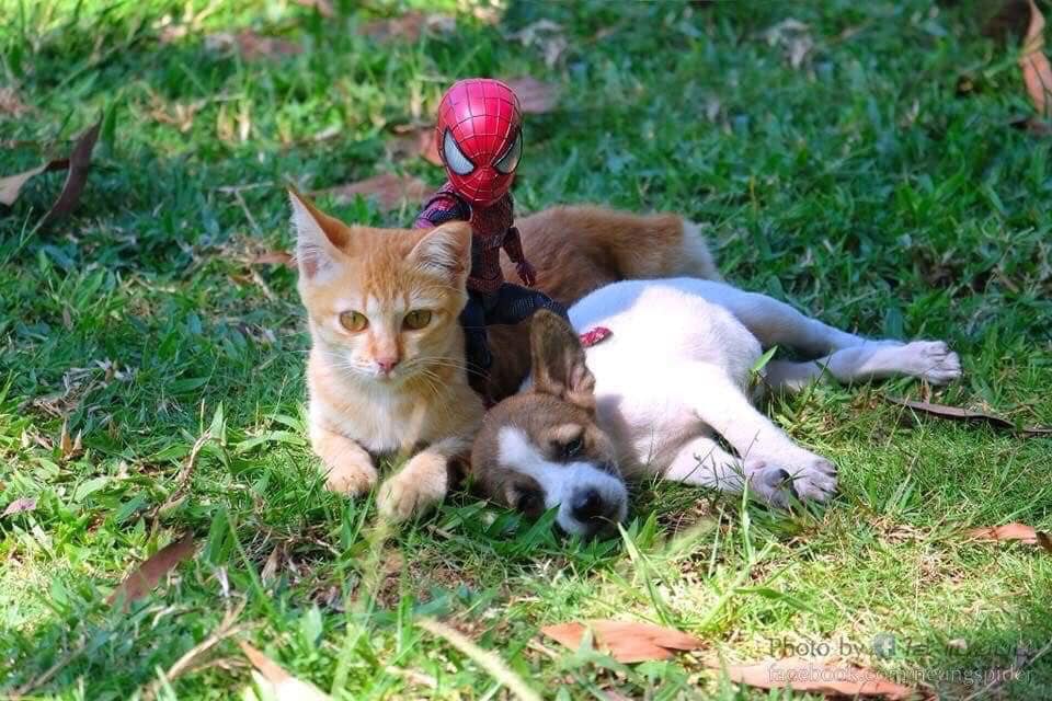 Spider-Man and the cute