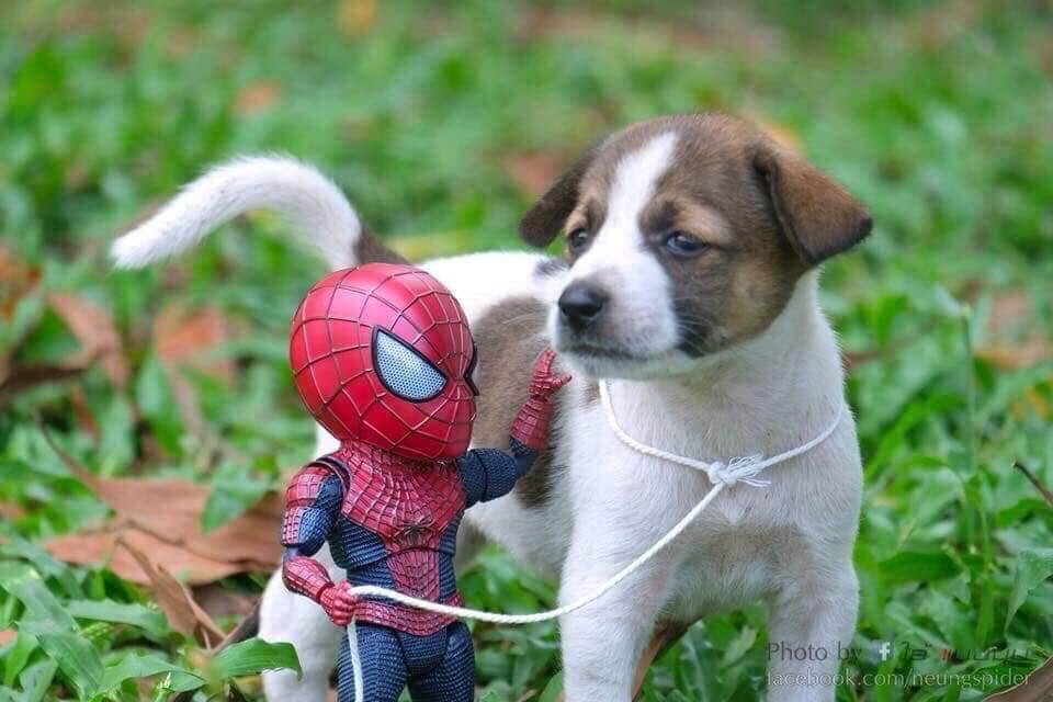 Spider-Man and the cute