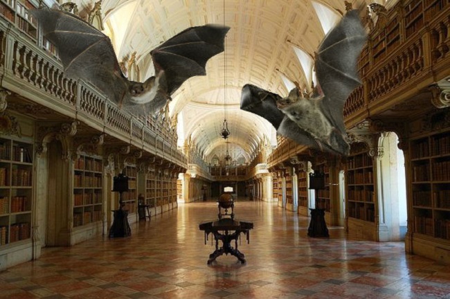 Libraries Use Live Bats as Insect Repellant
