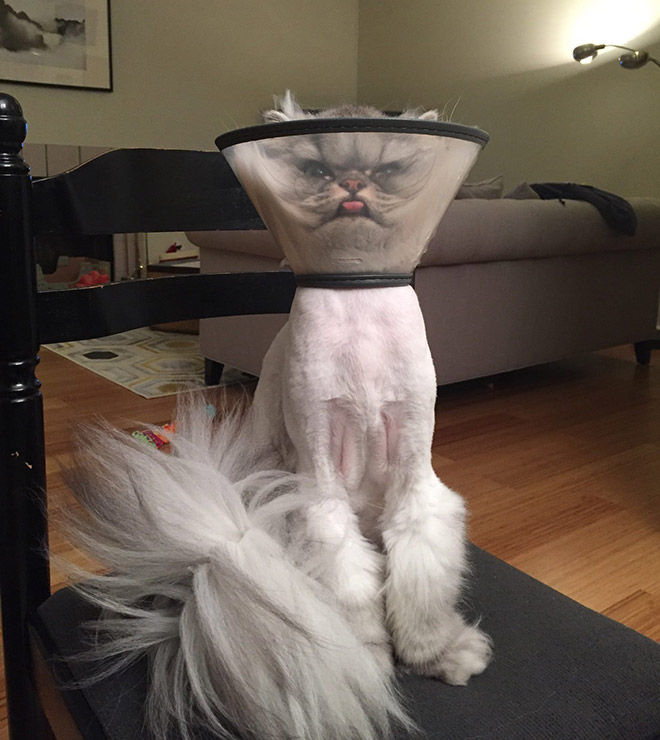 cats wearing the cone of shame 