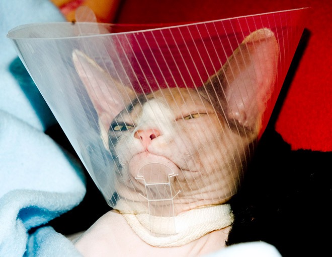 20 pictures of dogs and cats wearing the cone of shame