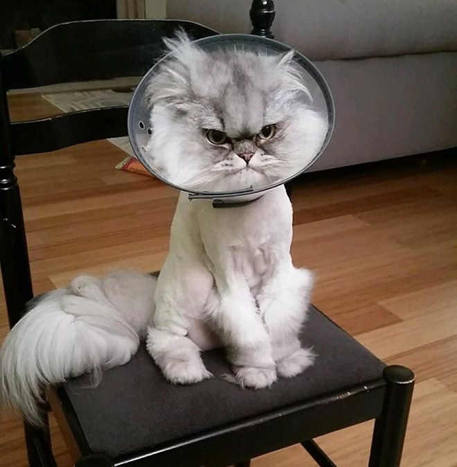 cats wearing the cone of shame 