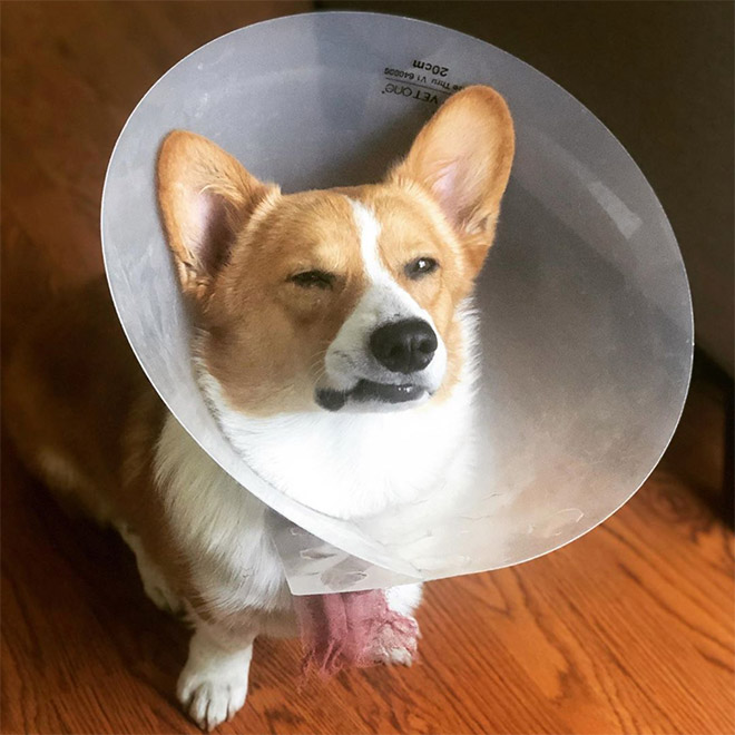 20 pictures of dogs and cats wearing the cone of shame