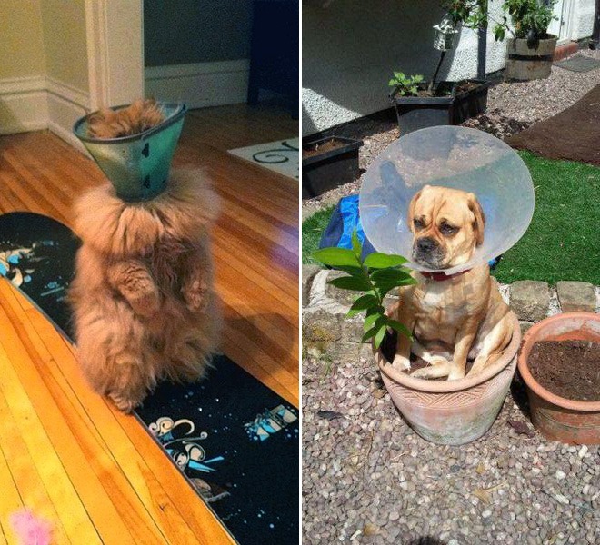 dogs wearing the cone of shame