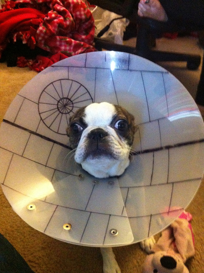 dogs wearing the cone of shame