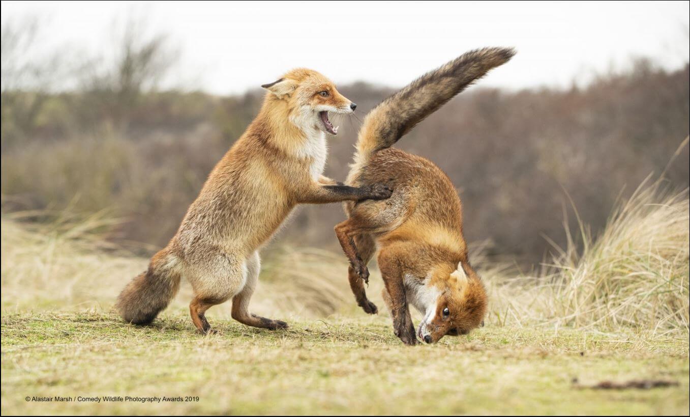 comedy wildlife photography awards finalists