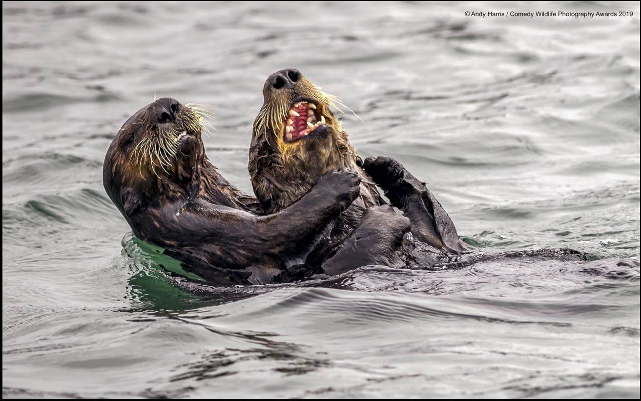 comedy wildlife photography awards finalists