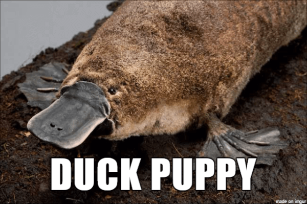 if animal names were honest