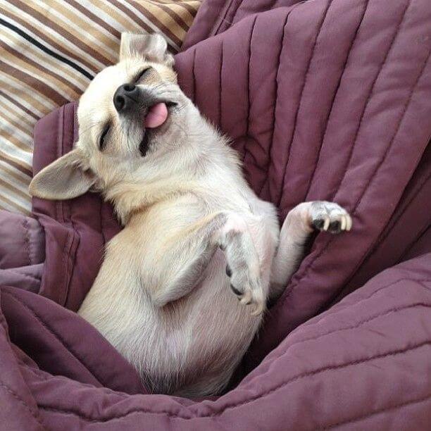 Why Do Dogs Play Dead Have You Ever Wondered Why This Is Why