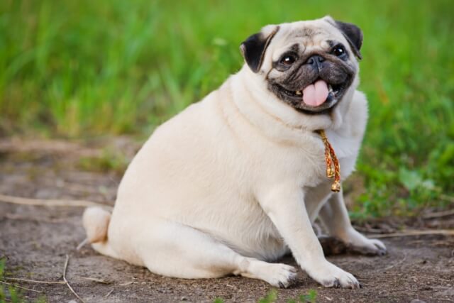 automatic feeder for dog