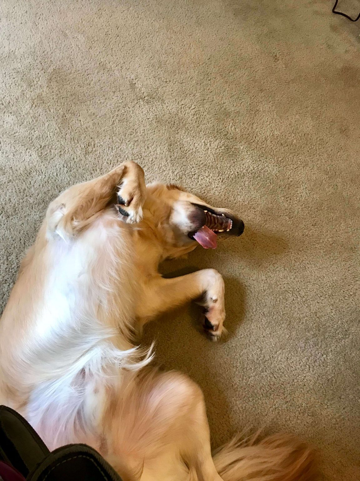 Why Do Dogs Play Dead Have You Ever Wondered Why This Is Why