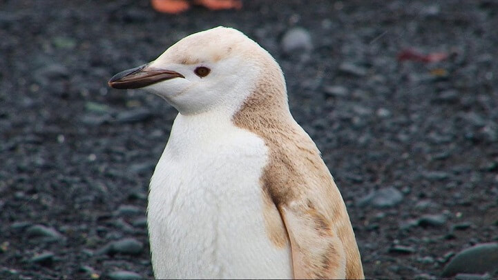 blonde penguin 1 (1)