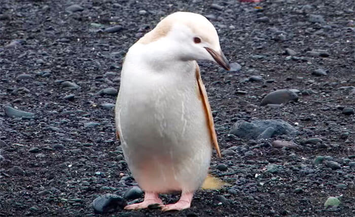 blonde penguin 4 (1)