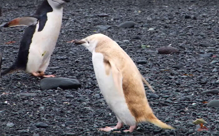blonde penguin 5 (1)
