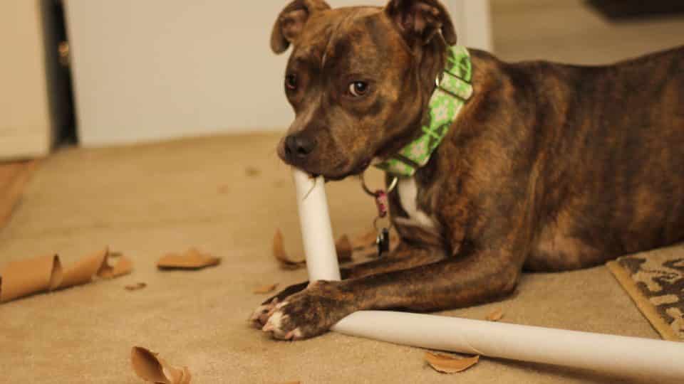 dogs eating cardboard