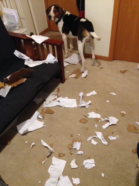 will eating paper harm my dog