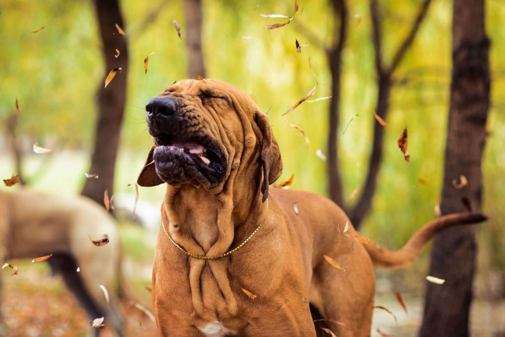 why dogs sneeze