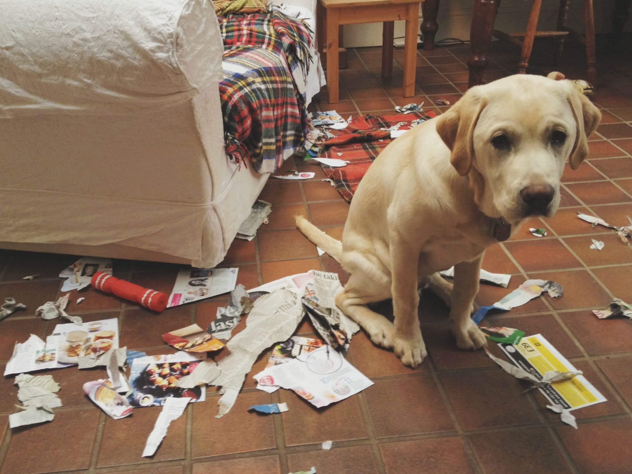 dog eating paper wrapper