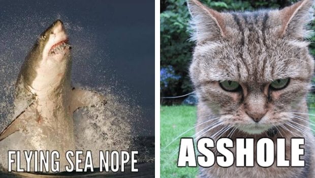 37 If Animal Names Were Honest Photos That Show How It Would Be Like 