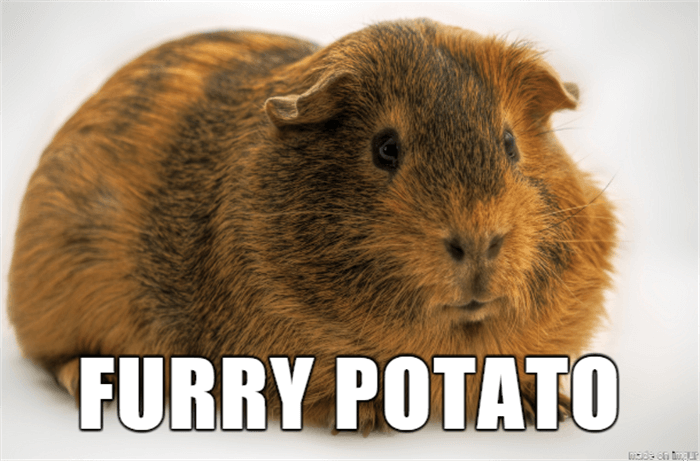 if animal names were honest