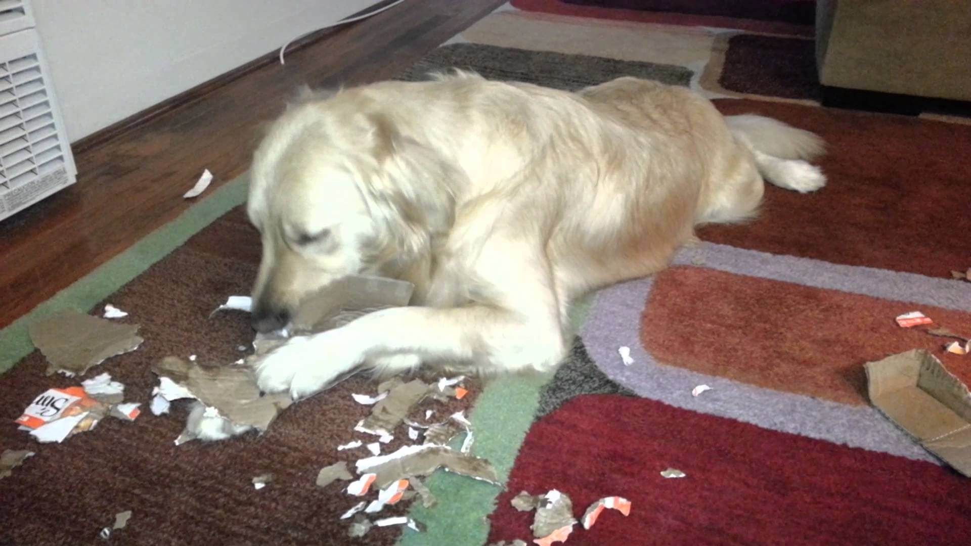 These 8 Funny Images of Dogs Getting Caught Eating Cardboard Will Brighten Your Day