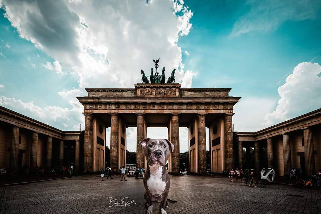 These dogs traveled all over the world with a little help from Photoshop