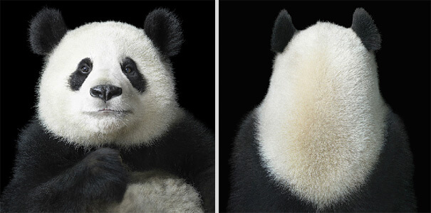 Tim Flach More Than Human