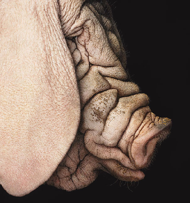 Tim Flach More Than Human