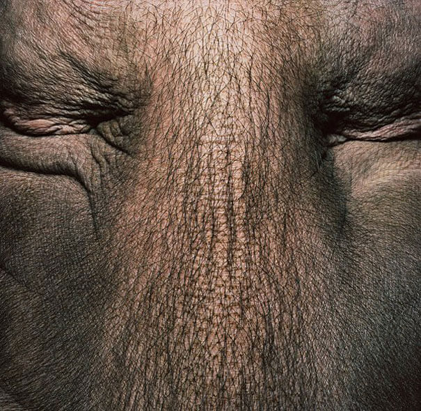 Tim Flach More Than Human