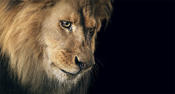 Tim Flach More Than Human