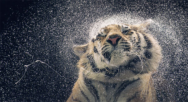 Tim Flach More Than Human