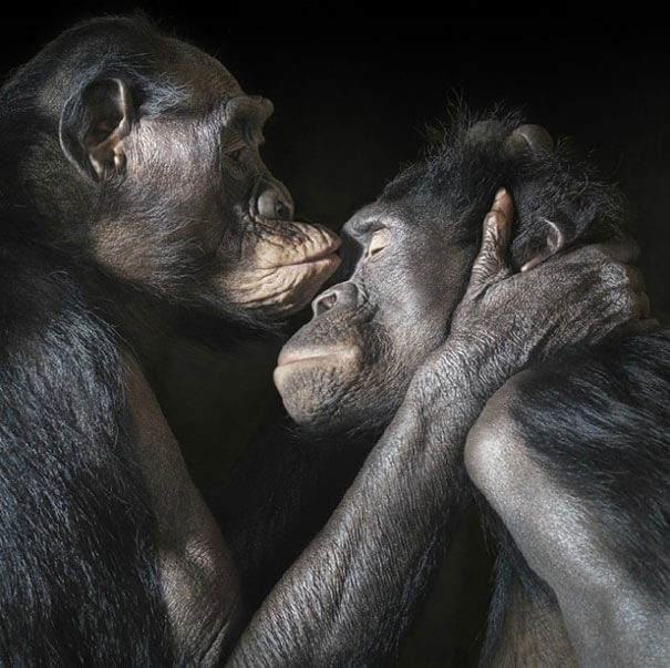 Tim Flach More Than Human