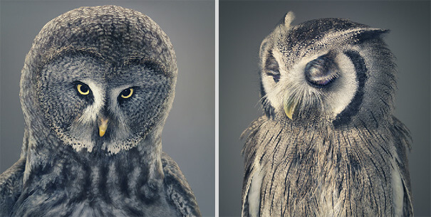 Tim Flach More Than Human